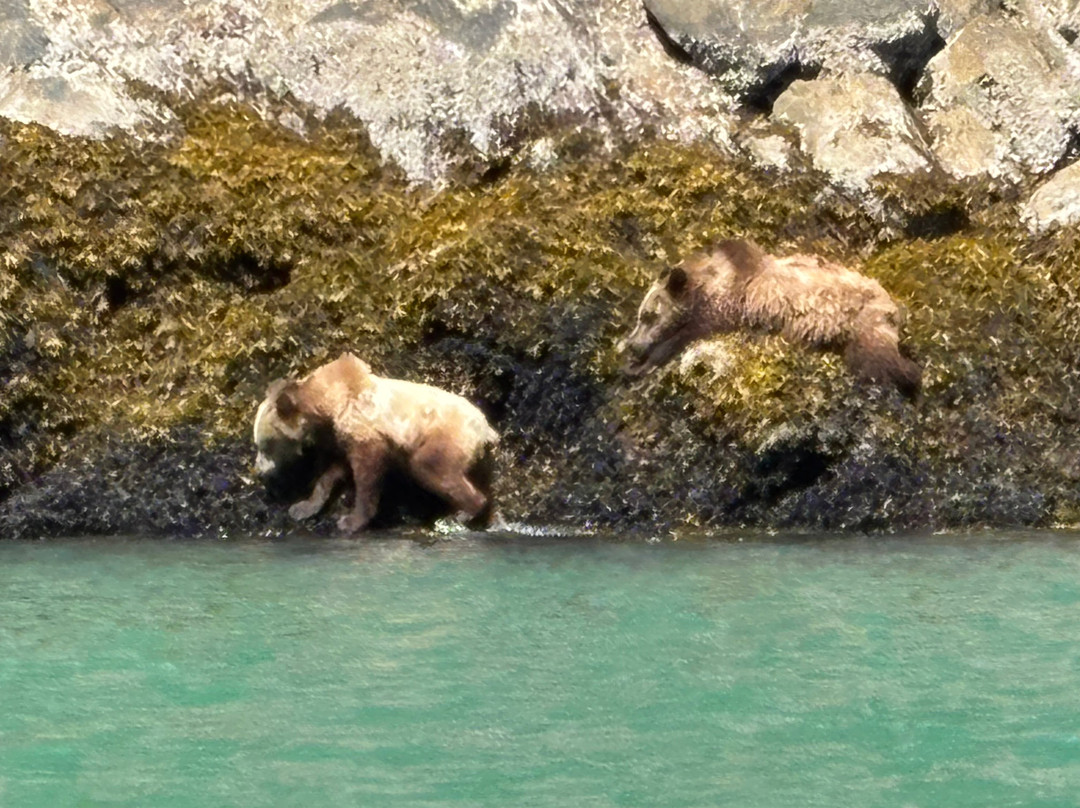 Tide Rip Grizzly Tours-Telegraph Cove必去景点