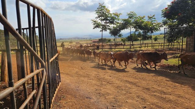 Simba Farm Lodge-旅行者