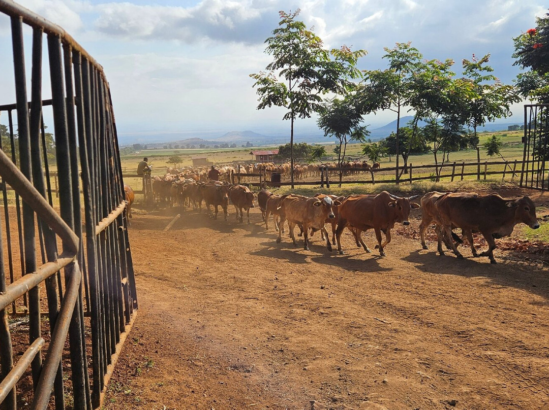 Simba Farm Lodge主图