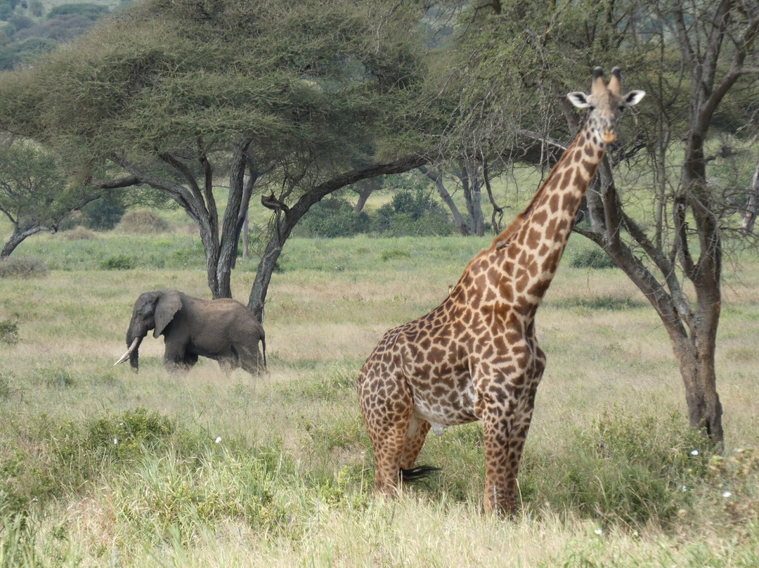 Predators Safari Club-阿鲁沙必去景点