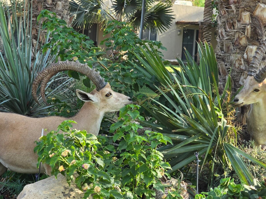 恩哥迪基布兹(集体社区)酒店主图