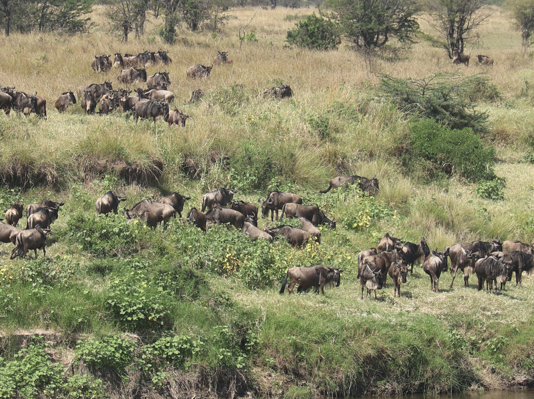 Mbuni Tented Camps-Seronera必去景点
