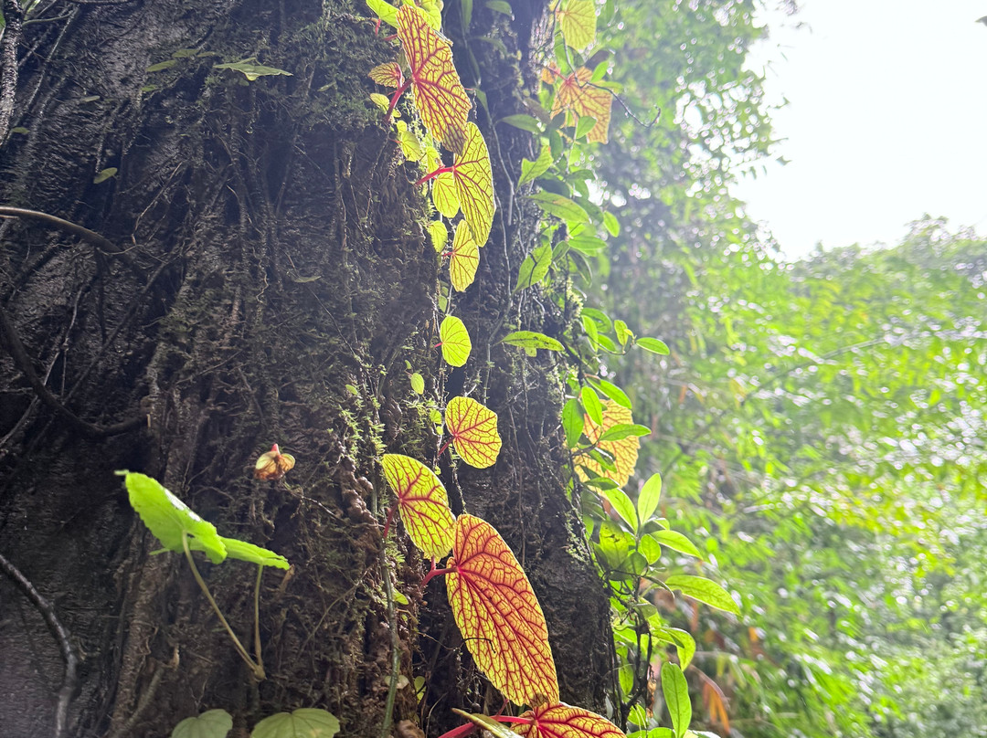 Tam Nang Waterfall-攀牙必去景点