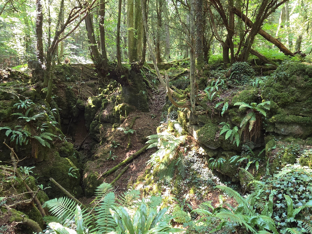 Puzzlewood-Coleford必去景点