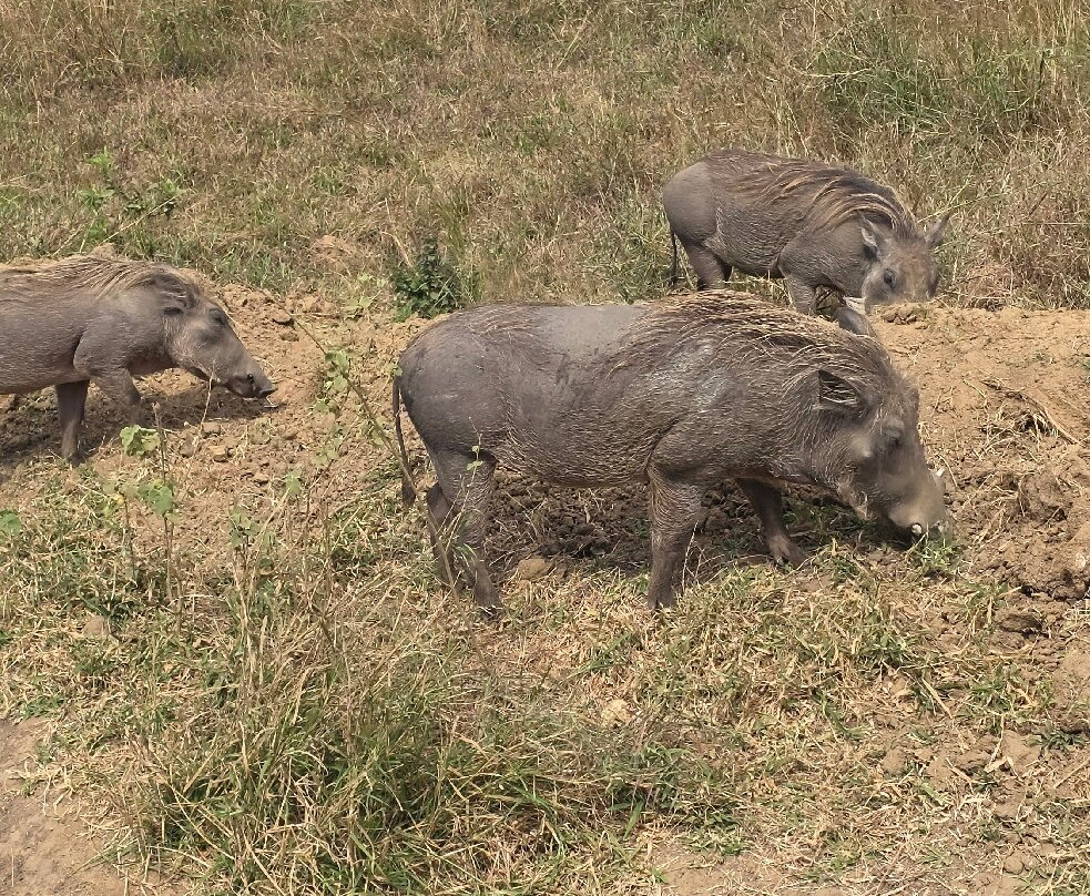 Next Stop Tanzania-阿鲁沙必去景点
