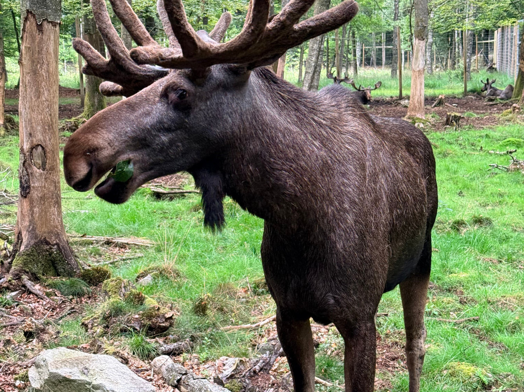Soderasens Algpark (moosepark)-Kagerod必去景点