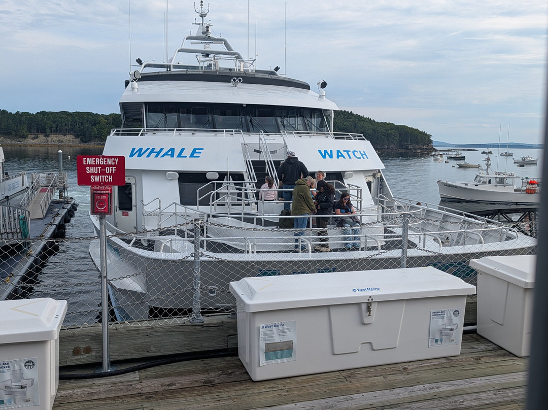 Bar Harbor Whale Watch Co.-巴港必去景点