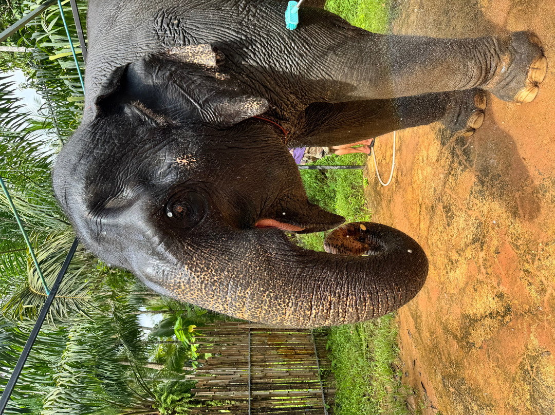Khaothong Elephant Camp-Khao Thong必去景点