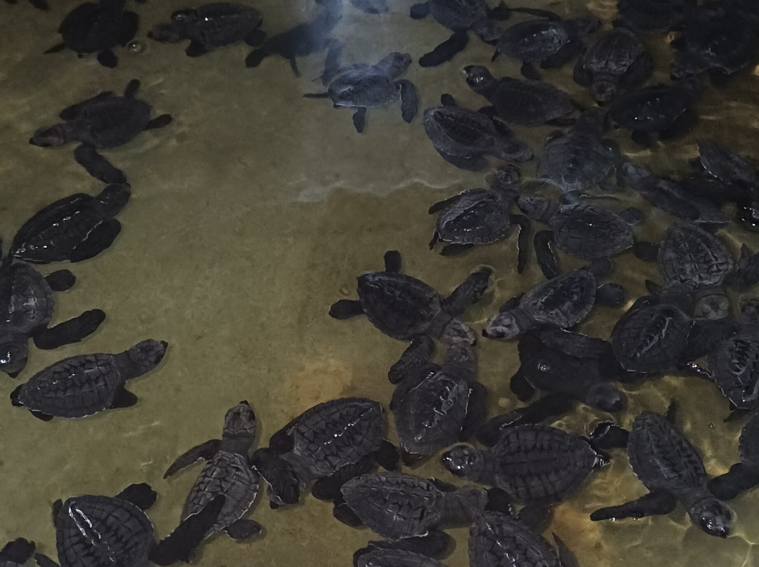 Sea Turtle Farm Galle Mahamodara-加勒必去景点