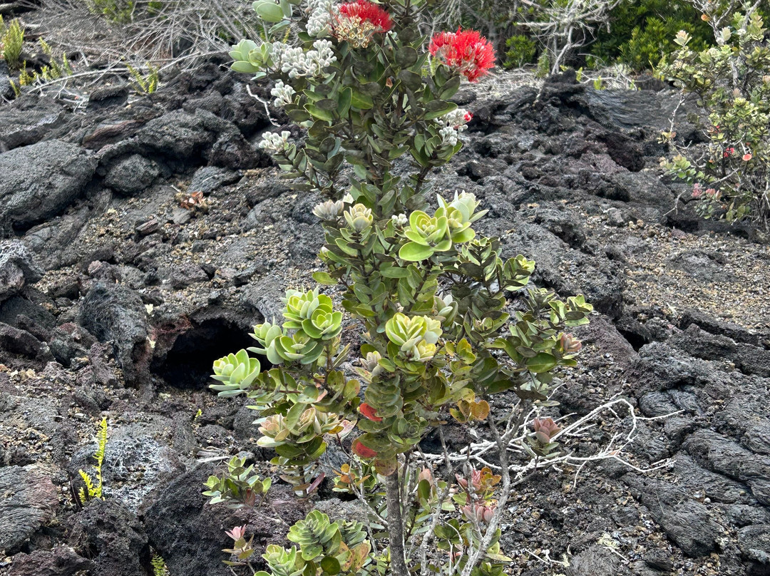 夏威夷火山国家公园-夏威夷火山国家公园必去景点