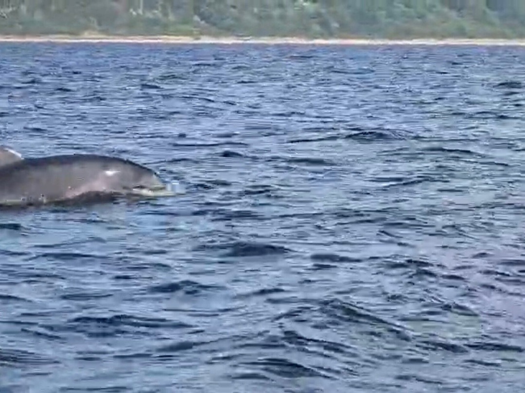 Dolphin Spirit Inverness-因弗内斯必去景点