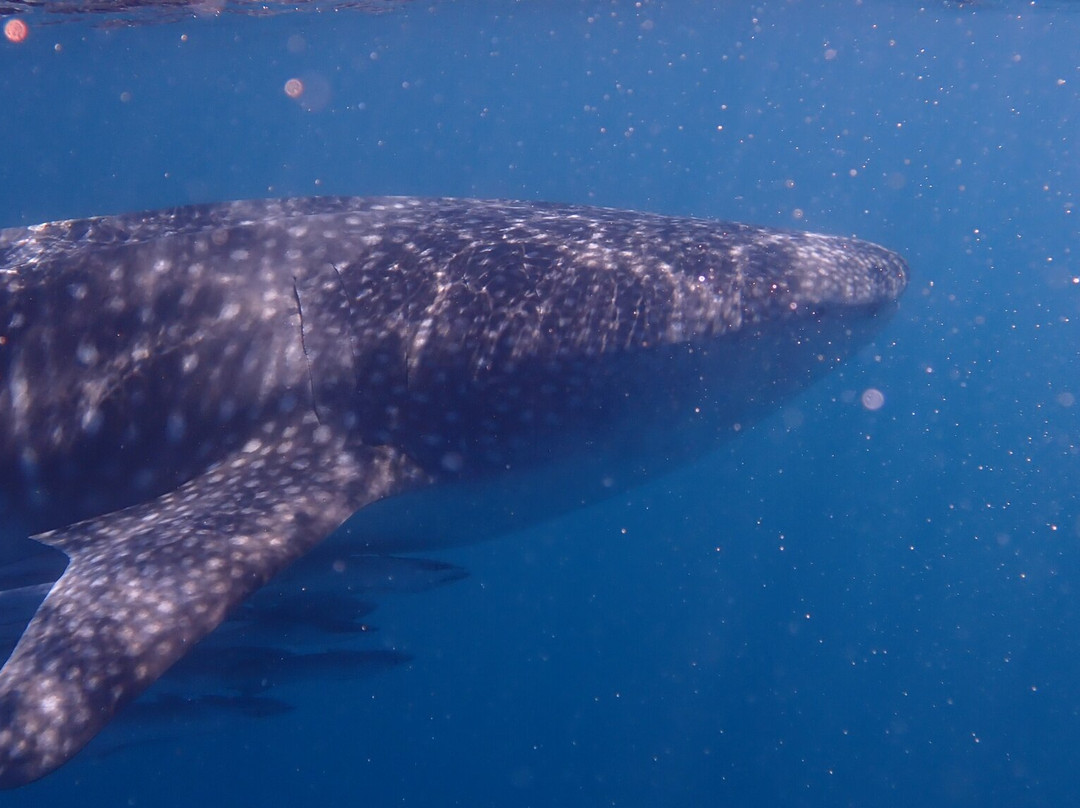 Ningaloo Whaleshark Swim-埃克斯茅斯必去景点