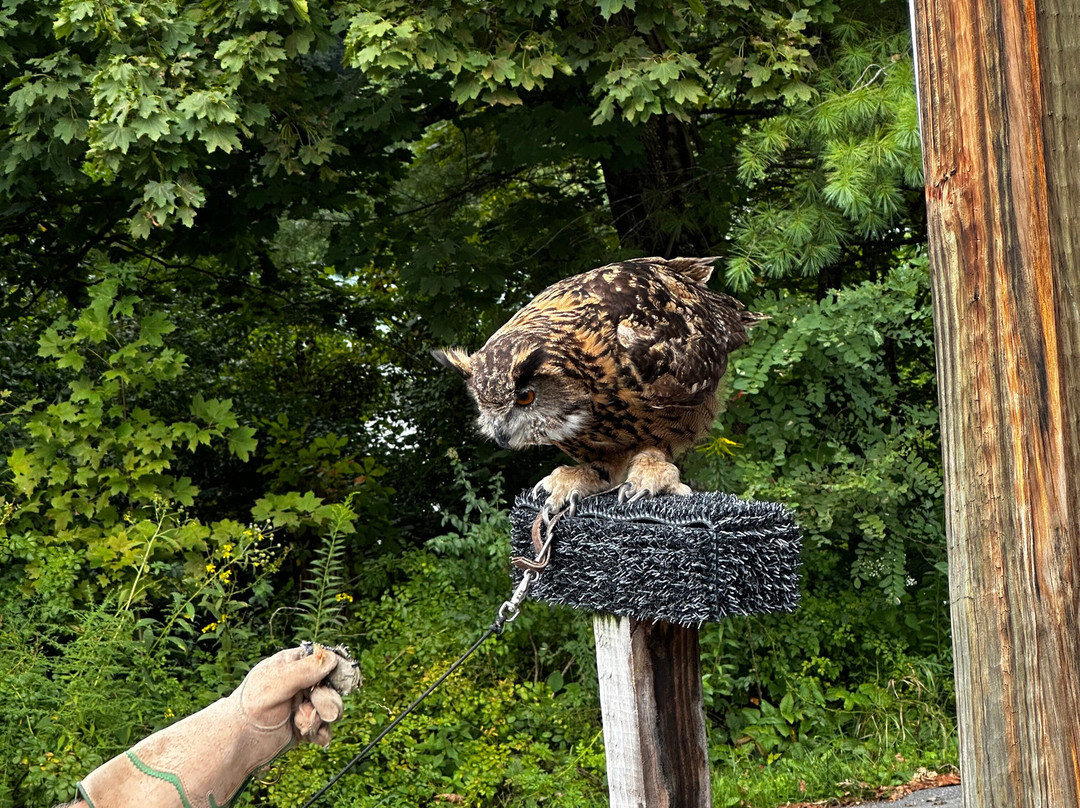 The Greenbrier Falconry-White Sulphur Springs必去景点