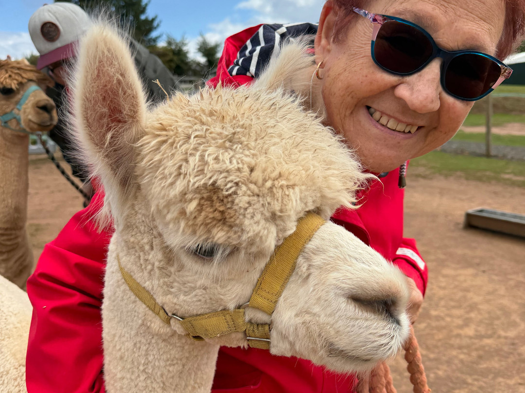 Severn Valley Alpacas-Bridgnorth必去景点
