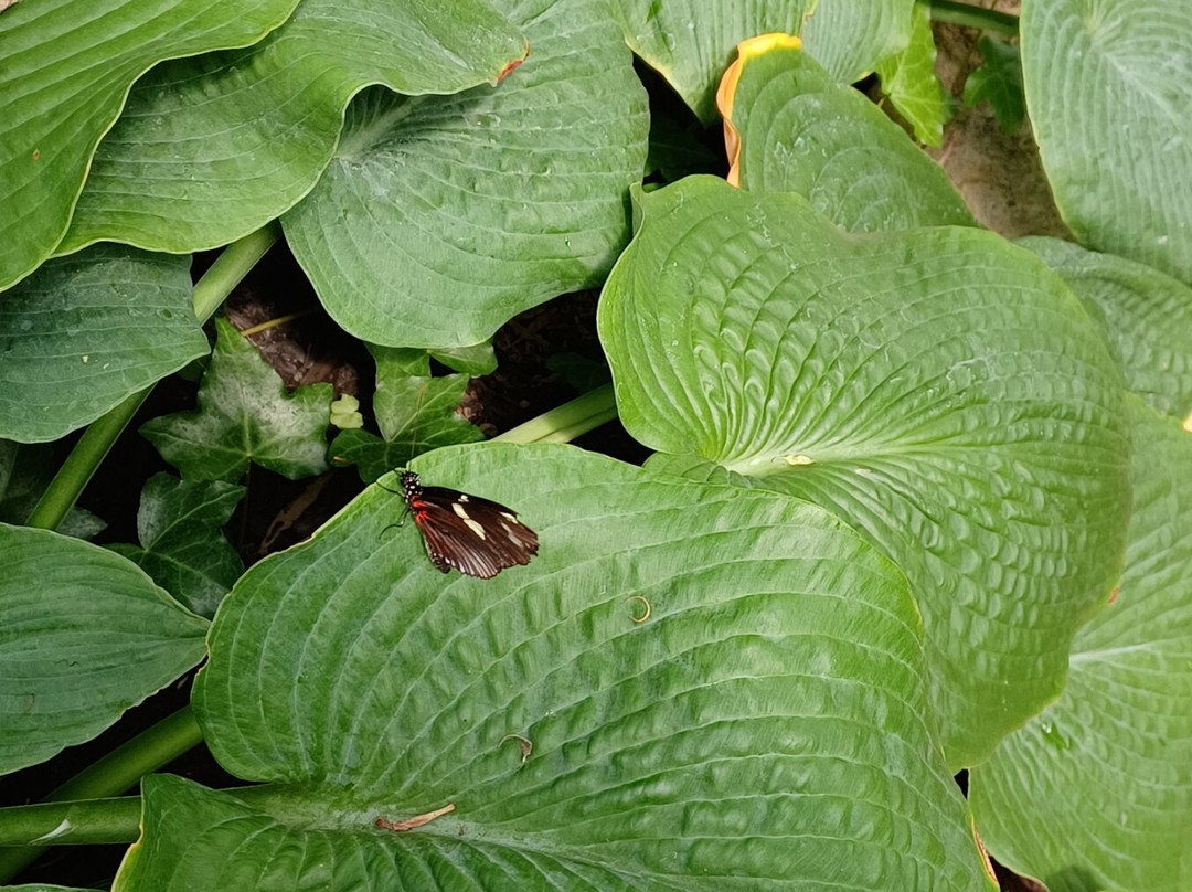 The Original Mackinac Island Butterfly House & Insect World-麦其诺岛必去景点