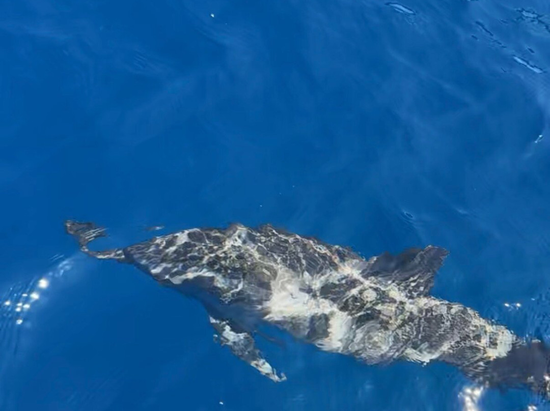 dolphin Lovina tours-罗威那海滩必去景点