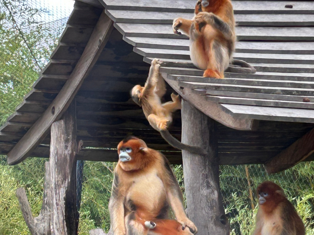 ZooParc de Beauval-圣艾尼昂必去景点