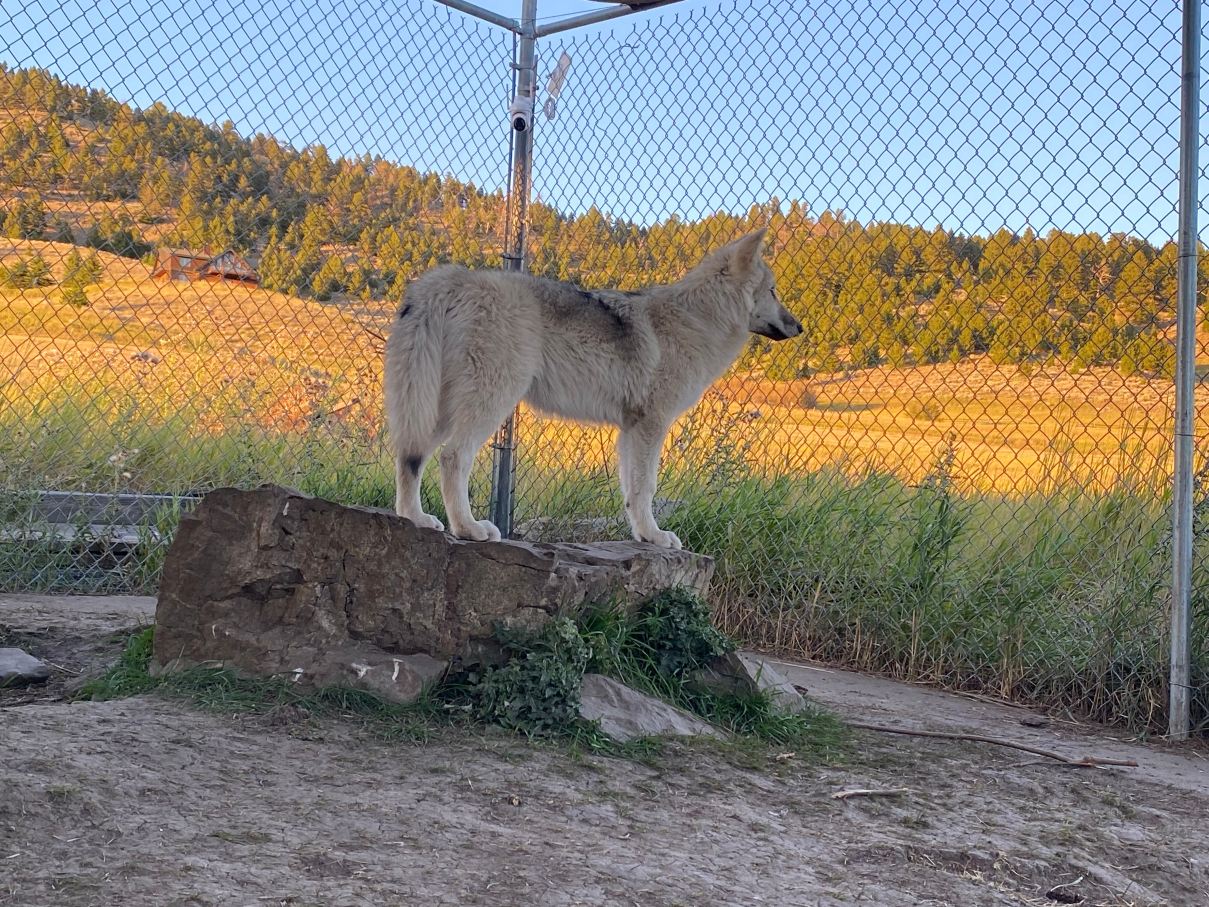 Howlers Inn Bed & Breakfast and Wolf Sanctuary-旅行者