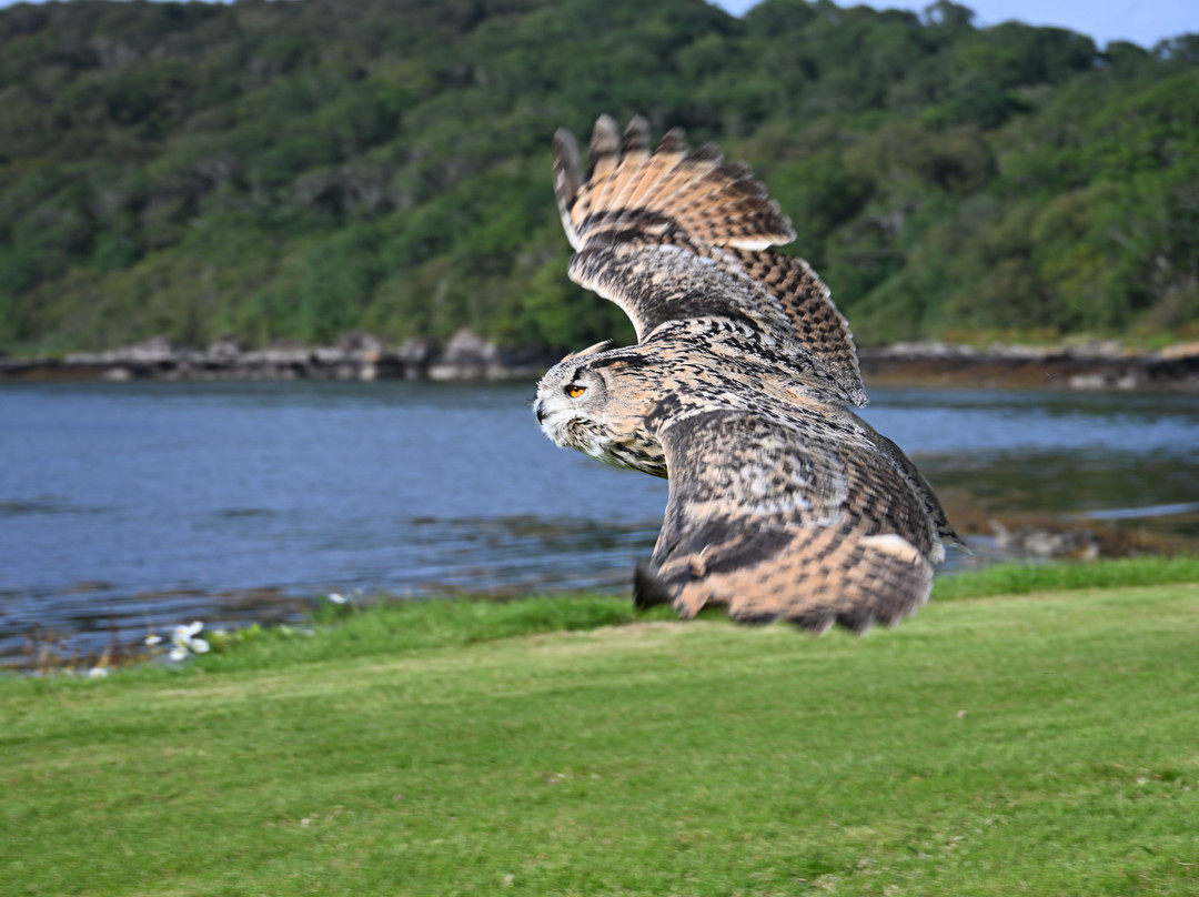 Shieldaig Falconry-盖尔洛赫必去景点