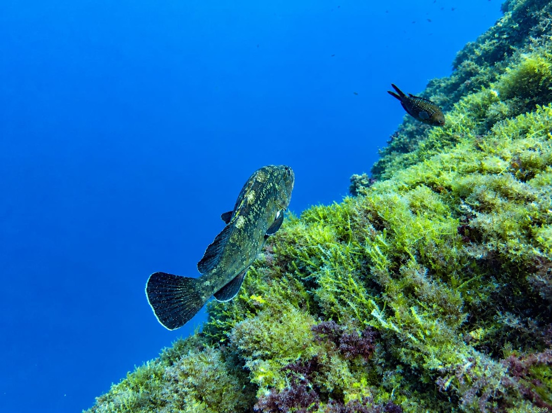 Blu Tek Diving-Marettimo必去景点