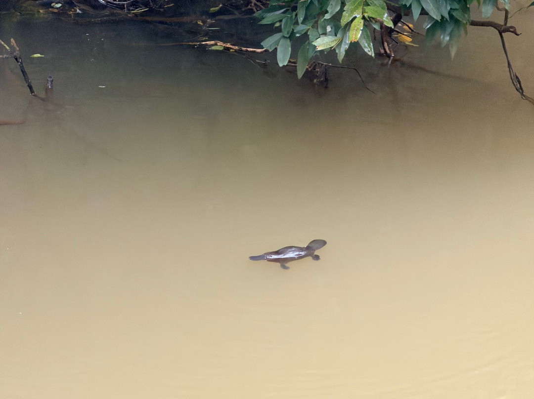 Yungaburra Platypus Viewing Platform-Yungaburra必去景点
