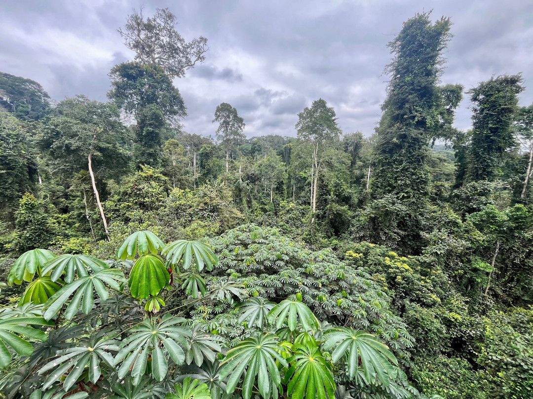 Kakum National Park-Cape Coast必去景点