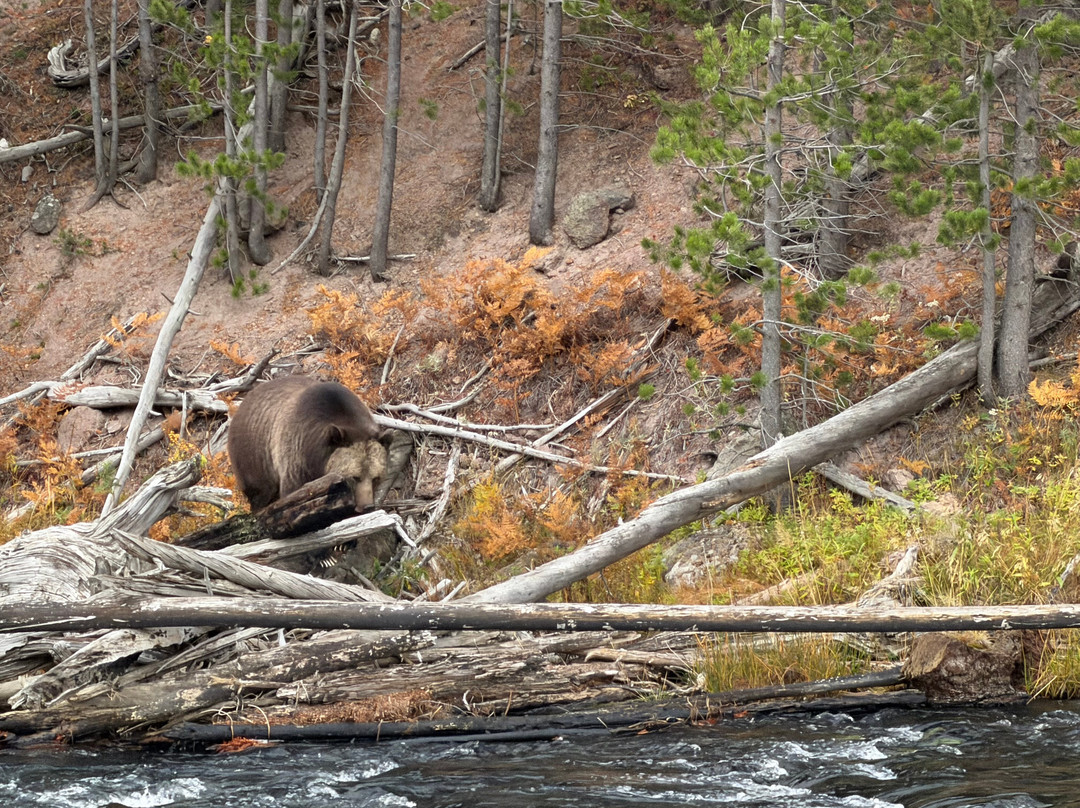 Yellowstone National Park-黄石国家公园必去景点