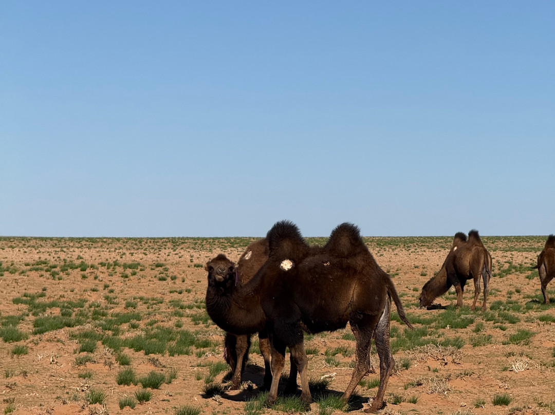 Mongolian Four Seasons Travel-乌兰巴托必去景点