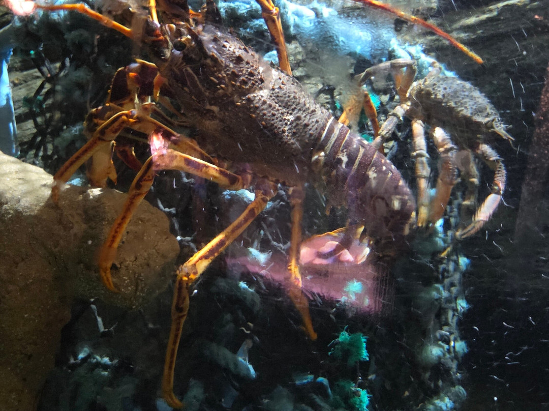 Blue Reef Aquarium-纽奎必去景点