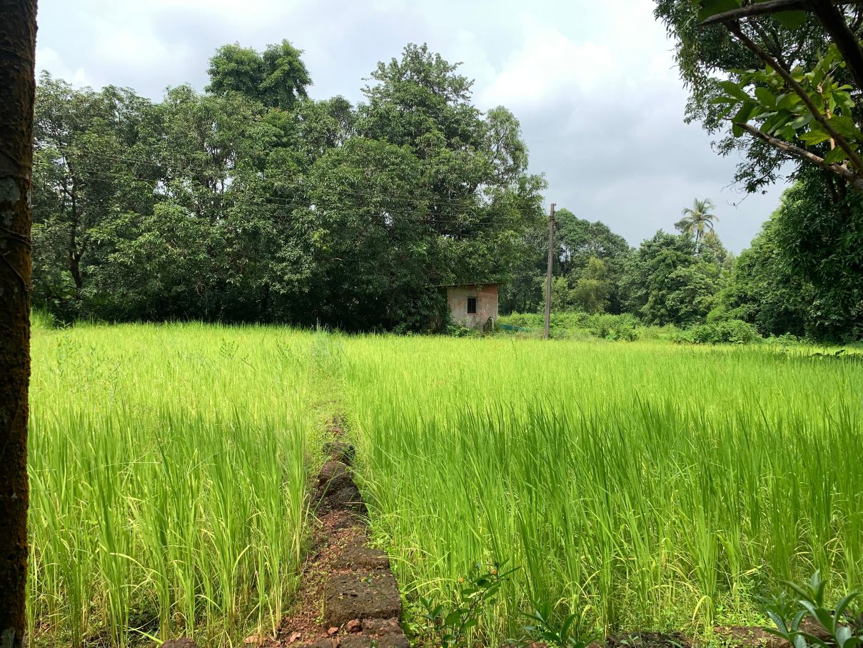 Atithi Parinay Homestay-旅行者