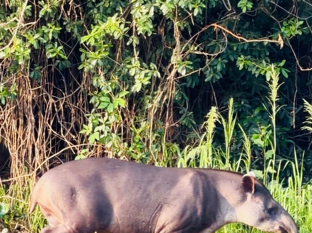 Pantanal Jaguar Safaris-Chapada dos Guimaraes必去景点