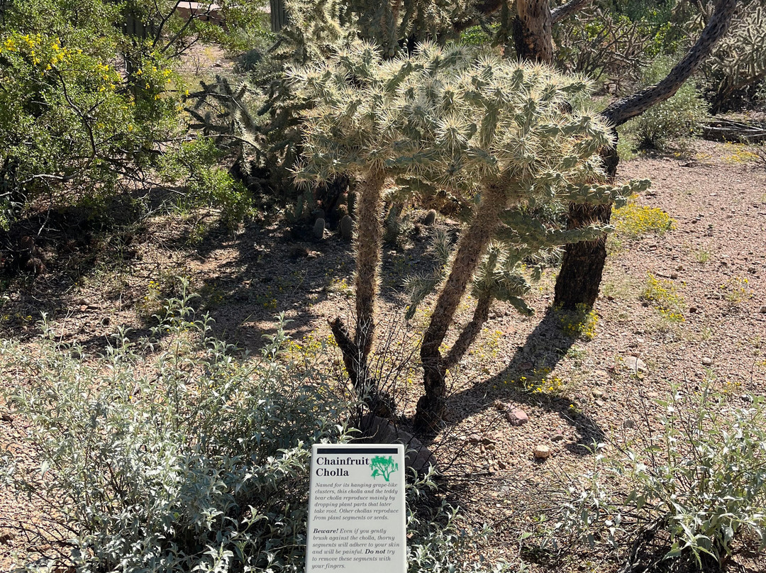 Tucson Mountain Park West-图森必去景点