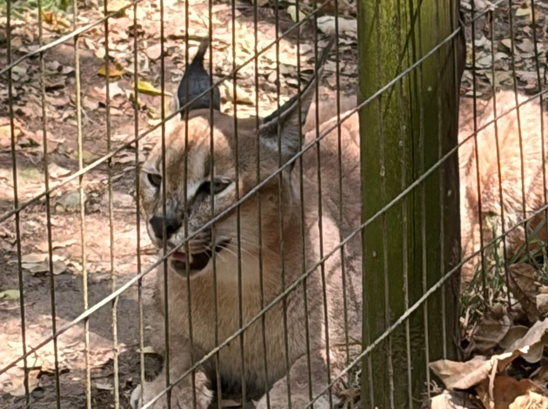 Zululand Cat Conservation Project-Hluhluwe Game Reserve必去景点