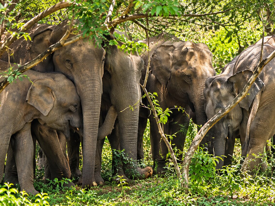 Yala Osha Safari-蒂瑟默哈拉默必去景点