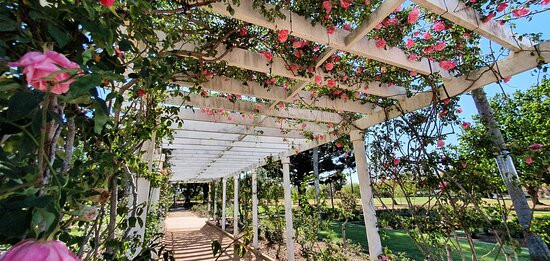 Newtown Park & Queensland State Rose Garden景点图片