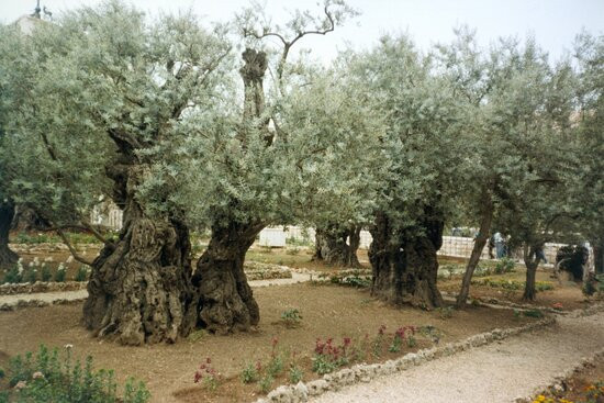 Garden of Gethsemane景点图片