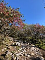 Mt. Ibuki-米原市必去景点