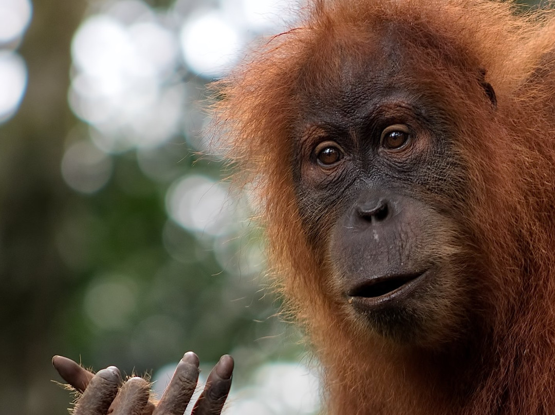Bukit Lawang Gateway-武吉拉旺必去景点