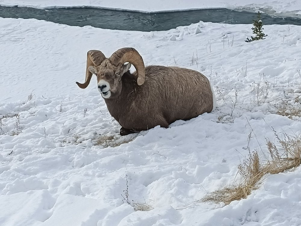 Old Fort Point Loop Trail-贾斯珀必去景点