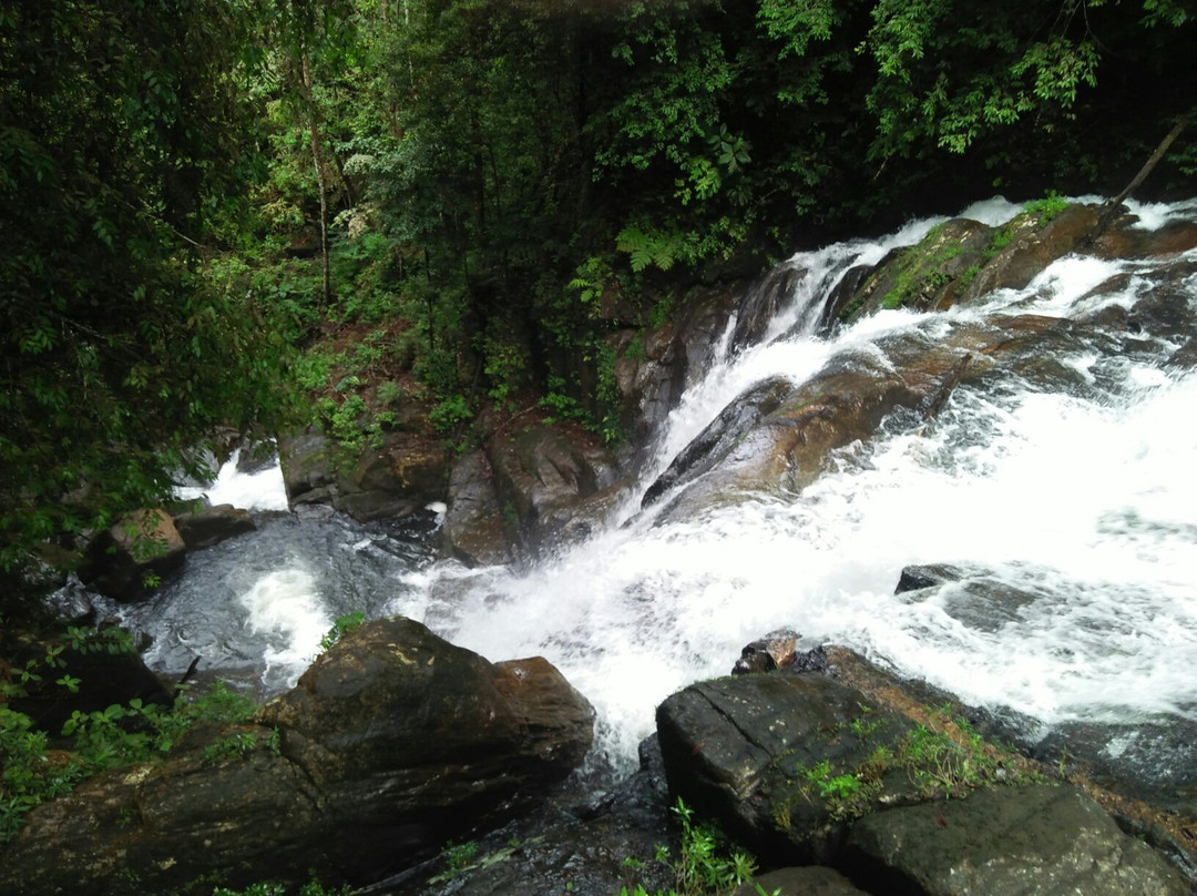 Tropical Rain Forest Sinharaja