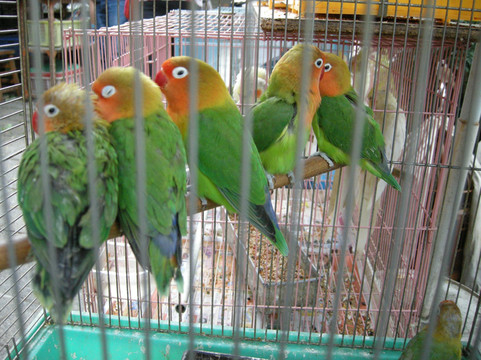 园圃街雀鸟公园-香港必去景点