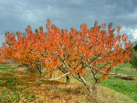 Inman旅游攻略图片