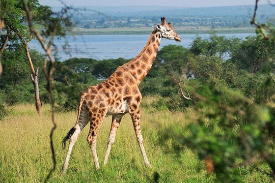 Avella Sights-坎帕拉必去景点