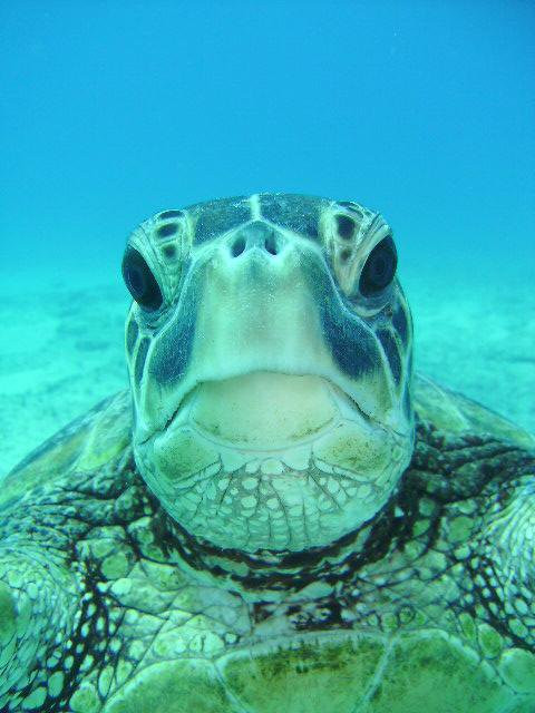 CU Diving Oahu-瓦亚禄必去景点