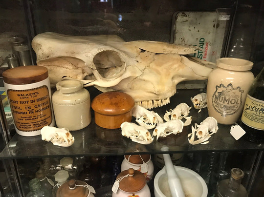 Chrisp Bros Curios-约维尔必去景点