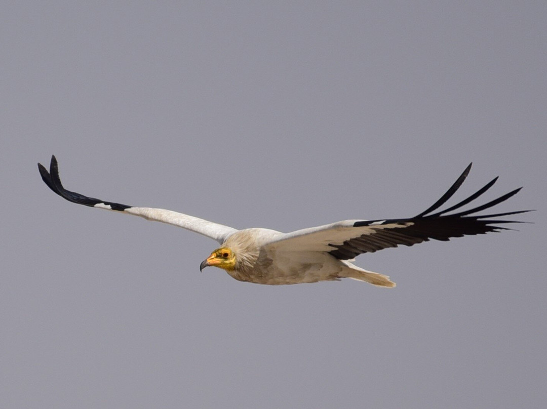 Tal Chhapar Forest Resthouse主图