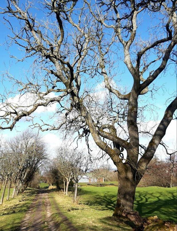 Linn Park Golf Course-格拉斯哥必去景点