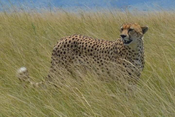 6 Days Kenya Classic Safari景点图片