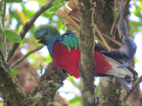 Monteverde Wildlife  Tour-圣埃伦娜必去景点
