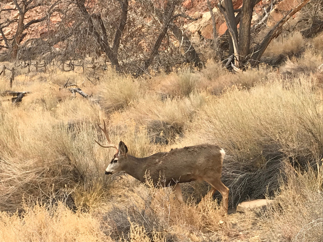 Fremont Petroglyphs-圆顶礁国家公园必去景点
